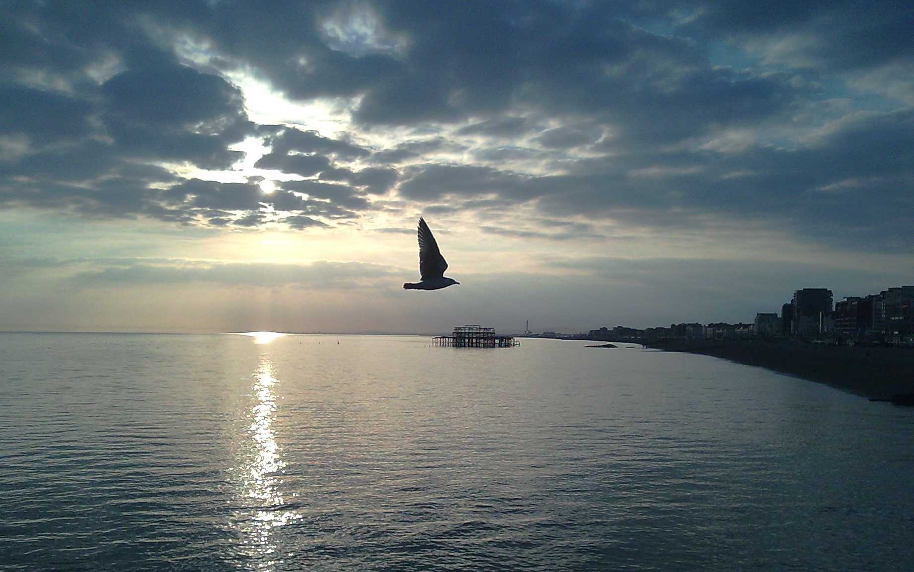 A bird flying over calm water at dusk with a cloudy sky, sun glow on the horizon, and a distant pier structure and shoreline beyond